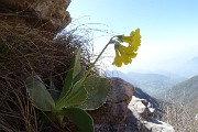 45 Orecchie d'osro sulle rocce